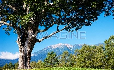 konara-oak-tree